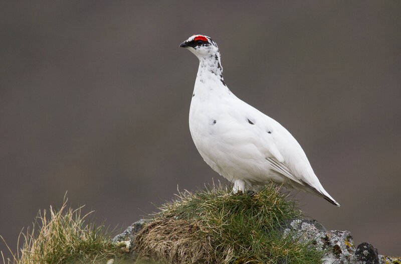 rockptarmigan5628(1).jpg