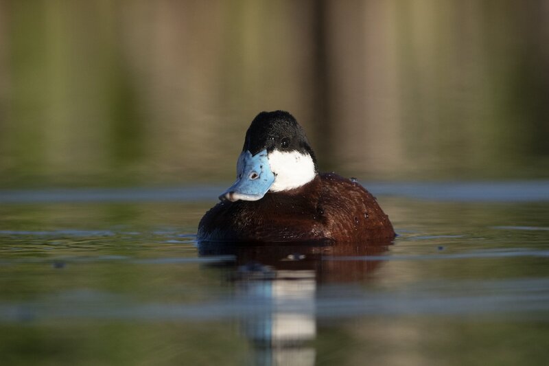 ruddyduck-1423.jpg