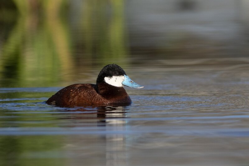 ruddyduck-1435.jpg