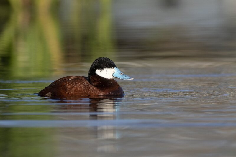 ruddyduck-1438.jpg