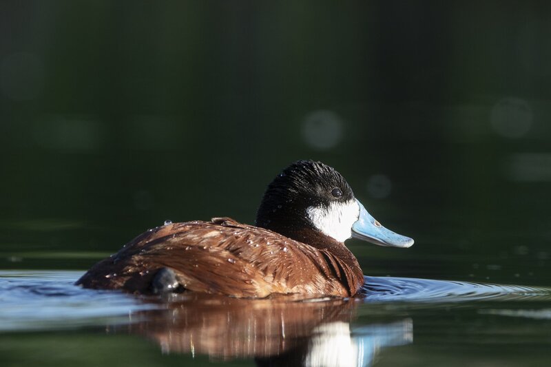ruddyduck-1445.jpg