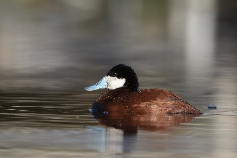 ruddyduck-1468.jpg