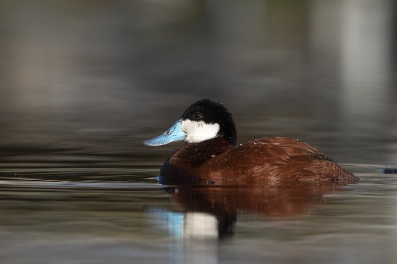 ruddyduck-1472.jpg