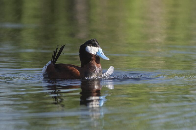 ruddyduck-1551.jpg