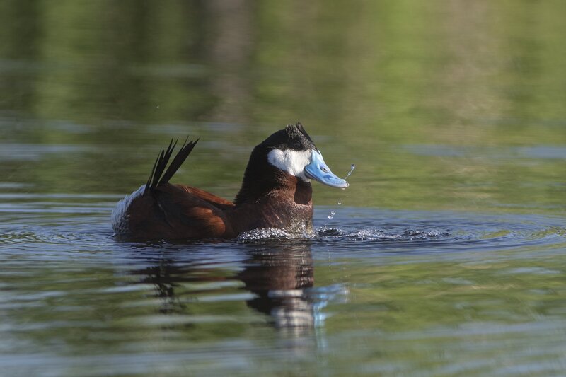 ruddyduck-1553.jpg