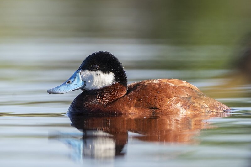 ruddyduck-1588.jpg