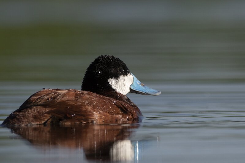 ruddyduck-1590.jpg