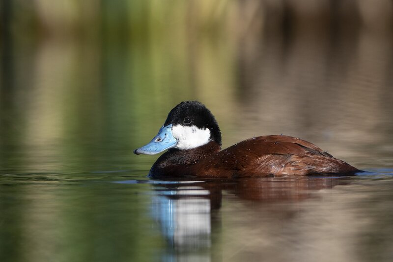 ruddyduck-1597.jpg
