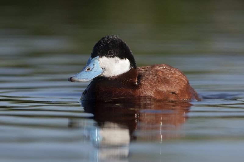 ruddyduck-1614.jpg