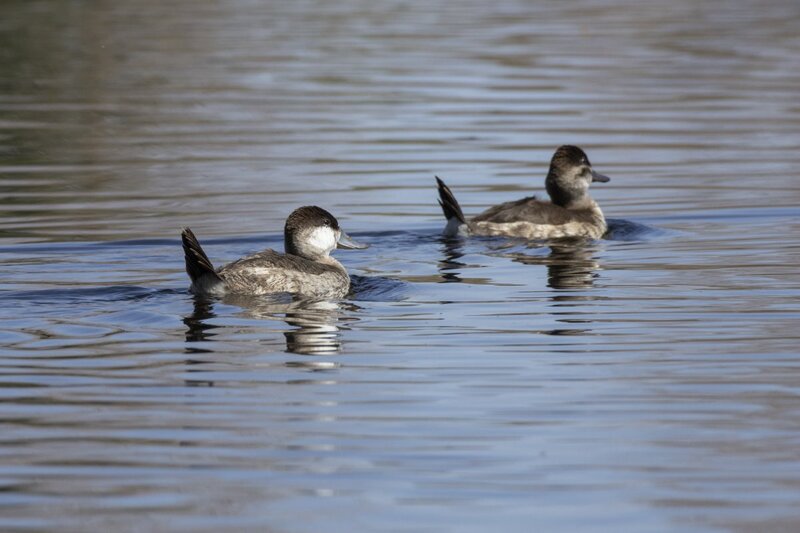 ruddyduck0146(1).jpg