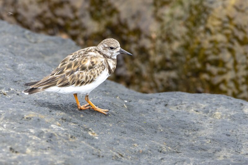 ruddyturnstone-1869.jpg