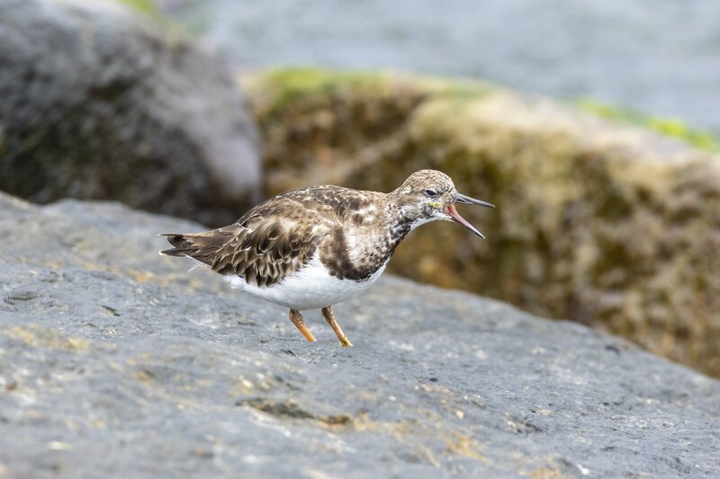 ruddyturnstone-1873.jpg