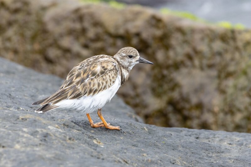 ruddyturnstone-1883.jpg