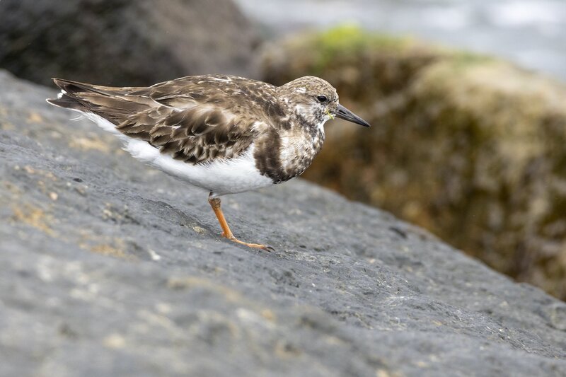 ruddyturnstone-1904.jpg