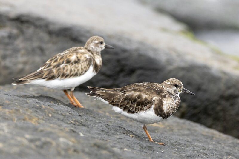ruddyturnstone-1923.jpg