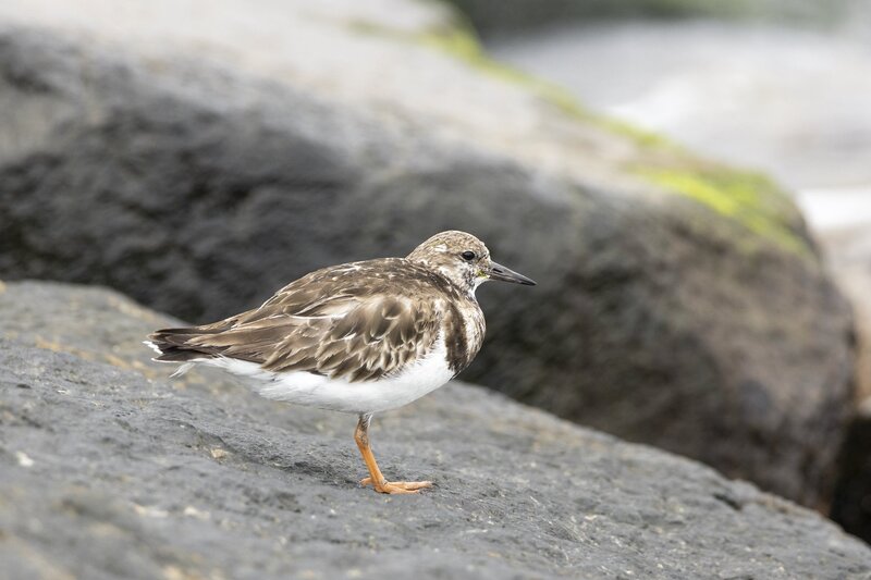 ruddyturnstone-1935.jpg