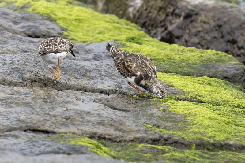 ruddyturnstone-1937.jpg