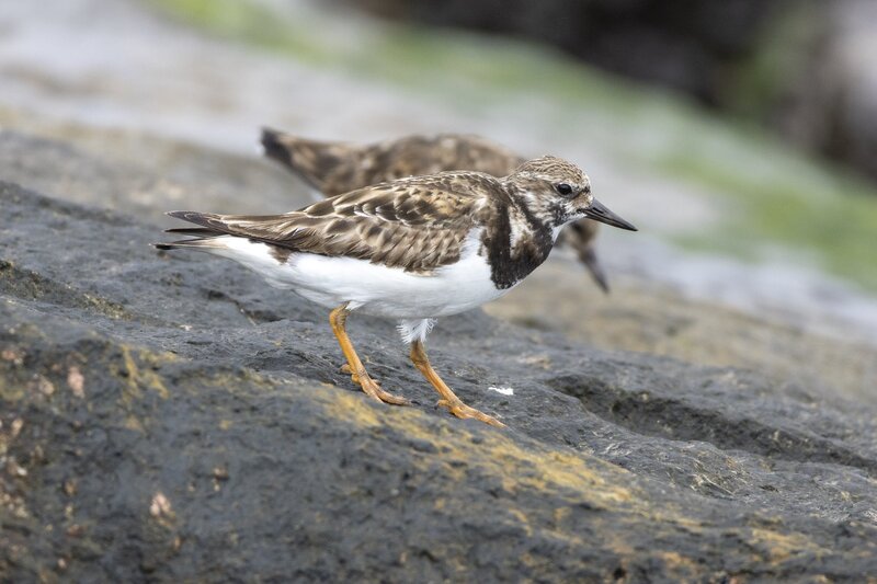 ruddyturnstone-1950.jpg