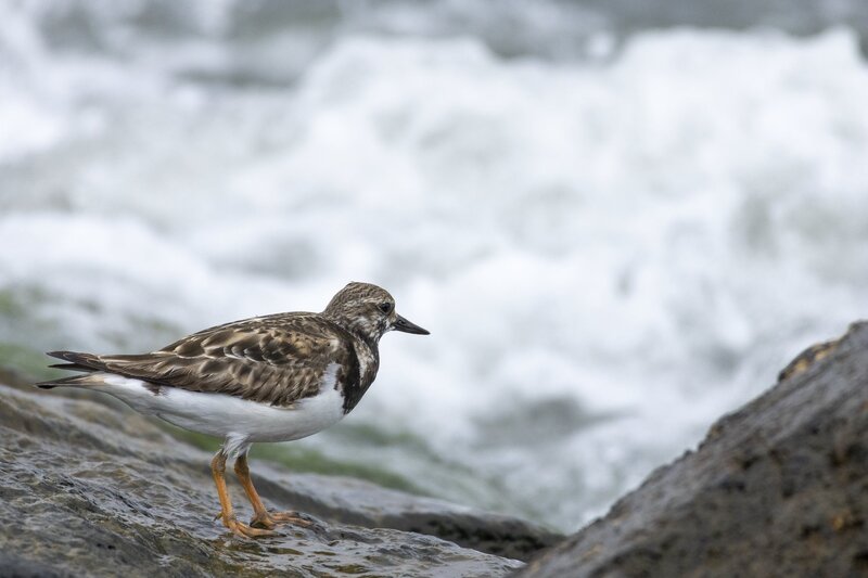 ruddyturnstone-1953.jpg