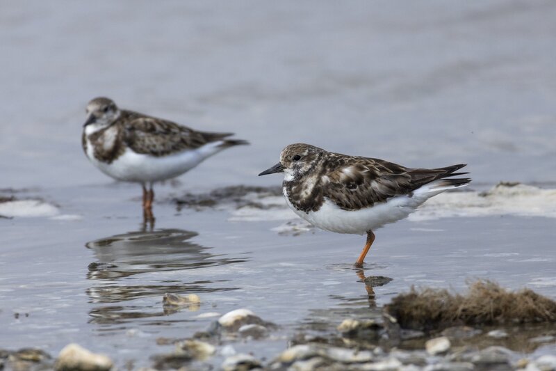 ruddyturnstone-2163.jpg
