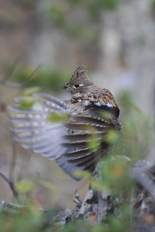 ruffedgrouse9518(2).jpg