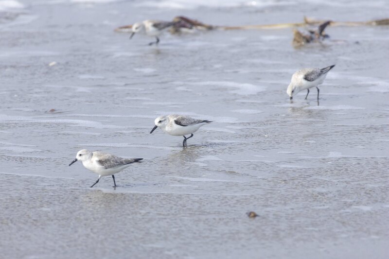 sanderling-2761.jpg