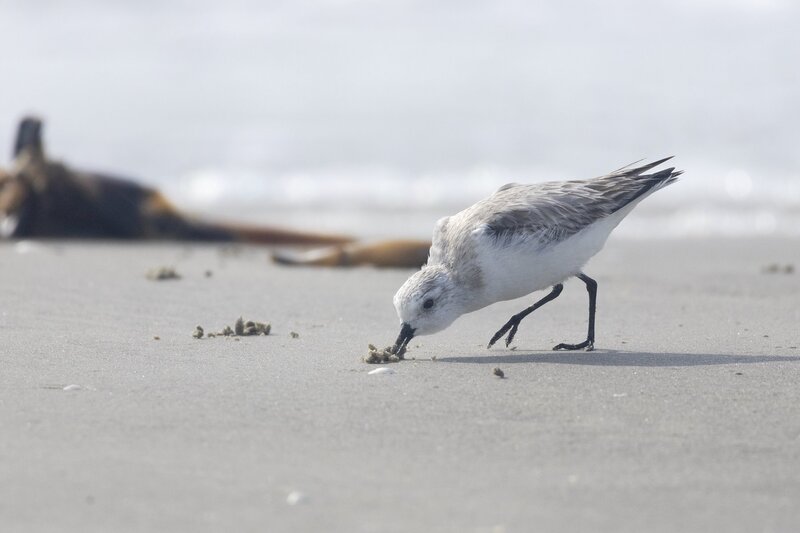 sanderling-2797.jpg