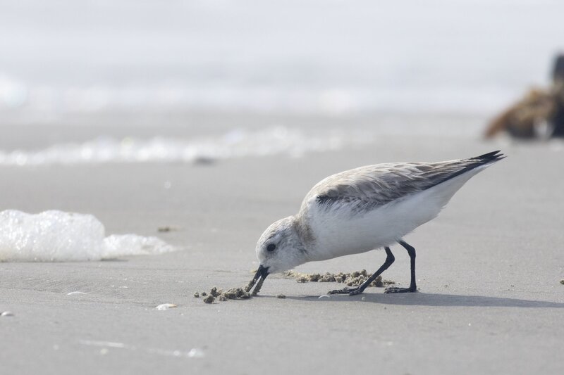 sanderling-2815.jpg