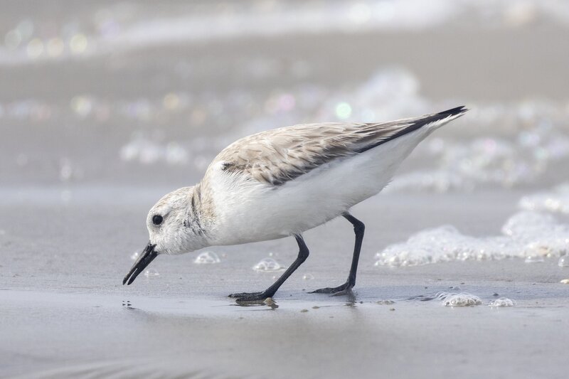 sanderling-2875.jpg