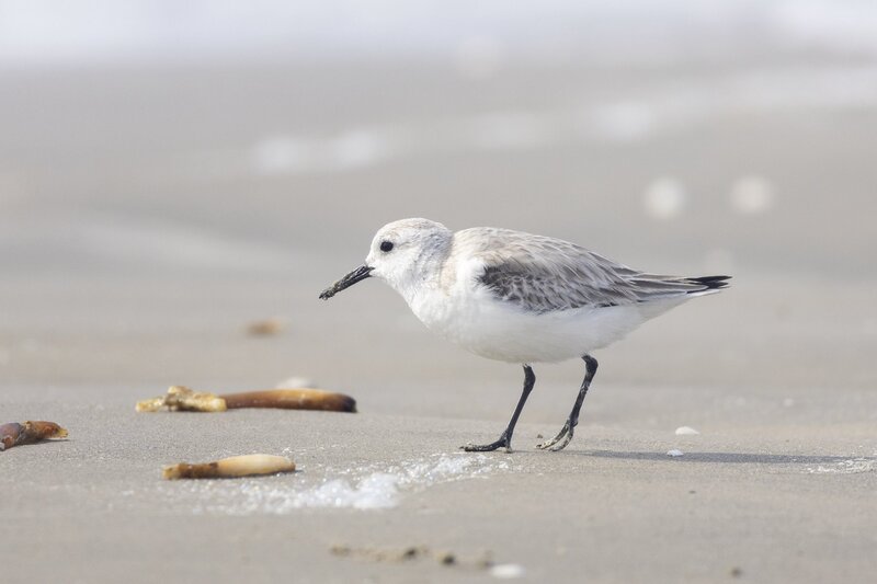 sanderling-2891.jpg