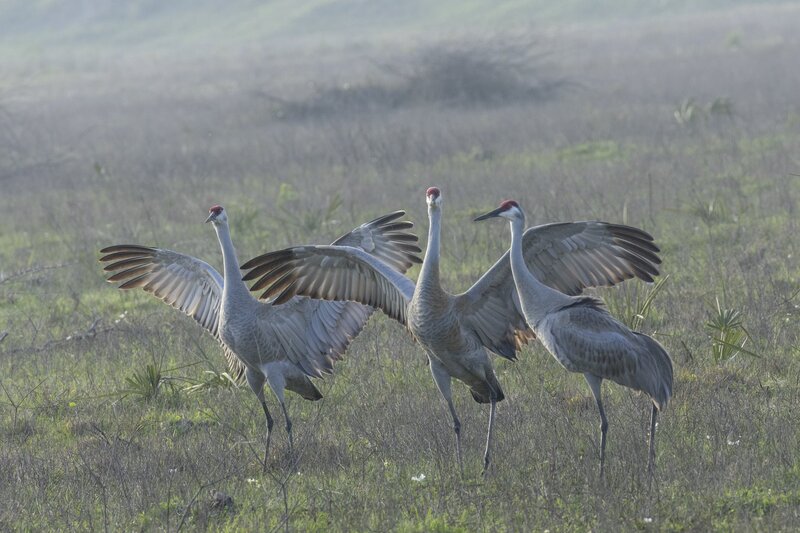 sandhillcrane-2259.jpg