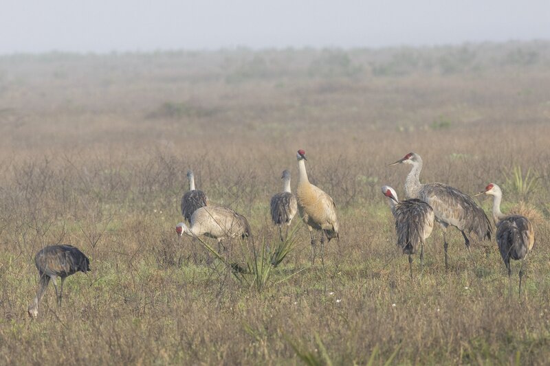 sandhillcrane-2344.jpg