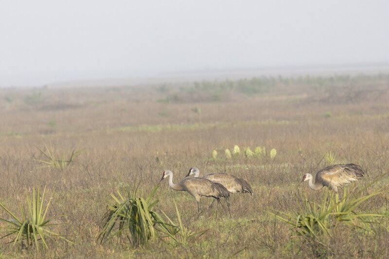 sandhillcrane-2355.jpg