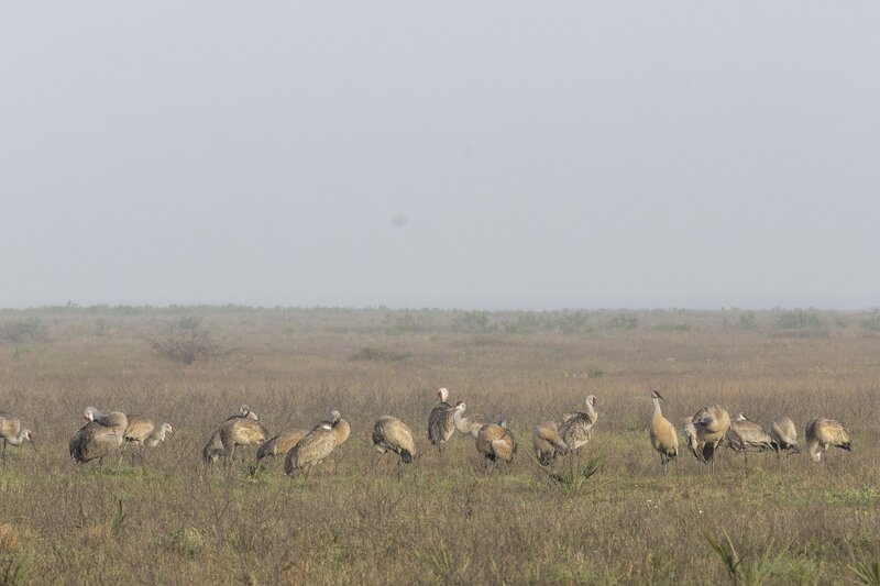 sandhillcrane-2368.jpg