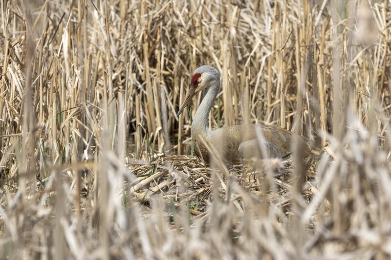 sandhillcrane-3895.jpg