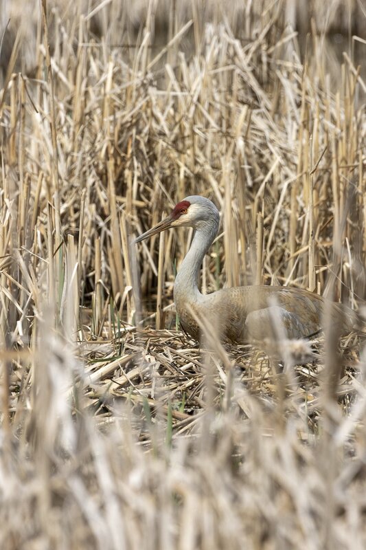 sandhillcrane-3896.jpg
