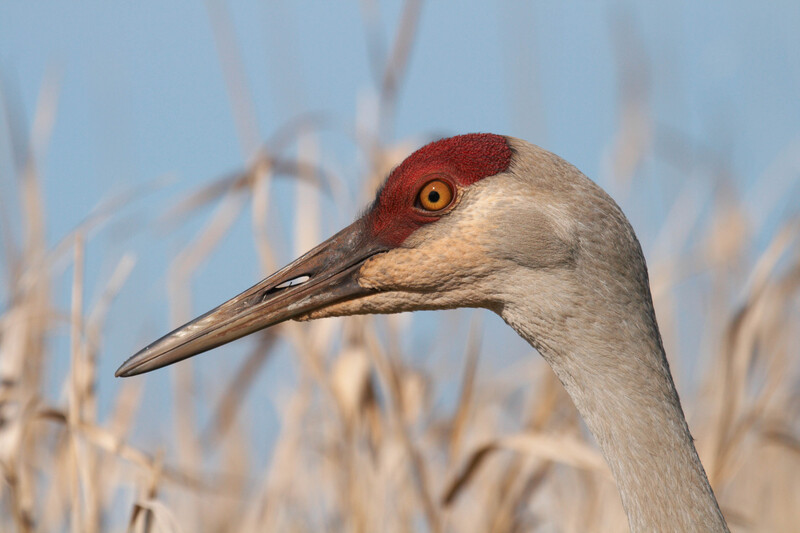 sandhillcrane0251(2).jpg :: Ladner - 2008