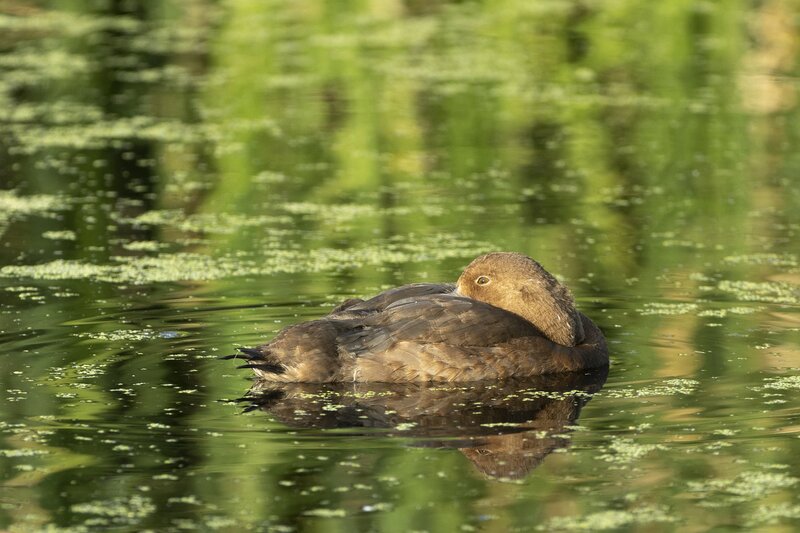 scaup-4604.jpg
