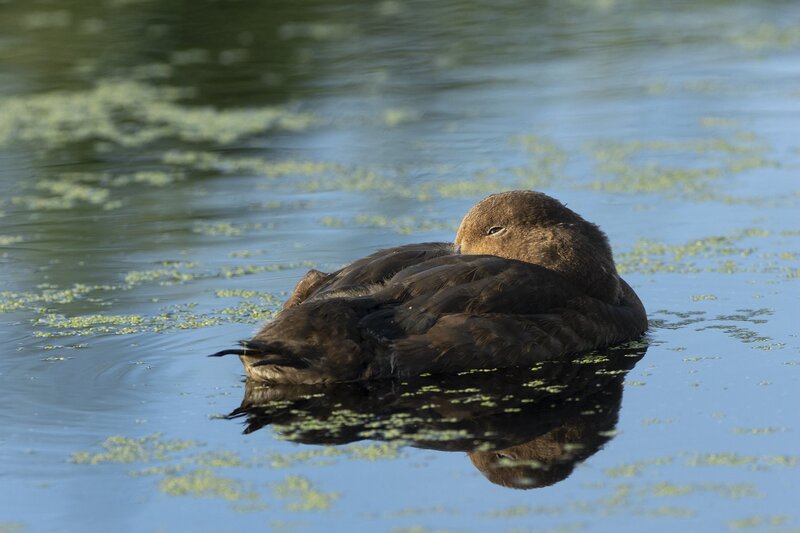 scaup-4634.jpg
