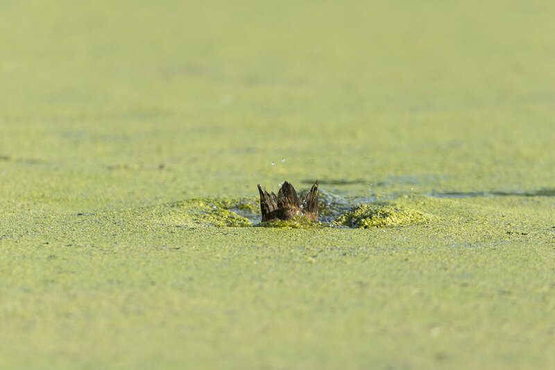 scaup-4732.jpg