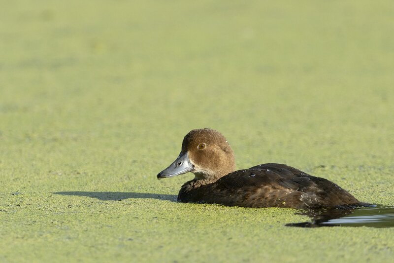 scaup-4786.jpg