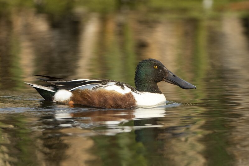 shoveler-0401.jpg :: Drake northern shoveler on pond