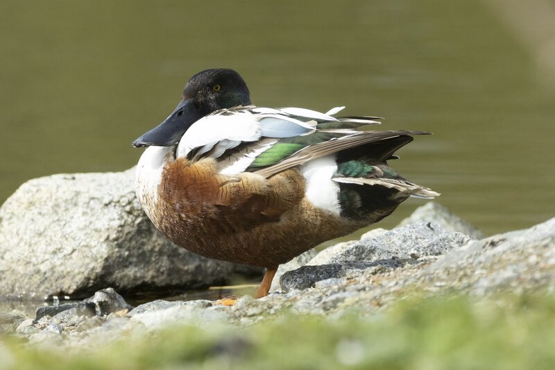 shoveler-3624.jpg :: Drake northern shoveler on rocky shore