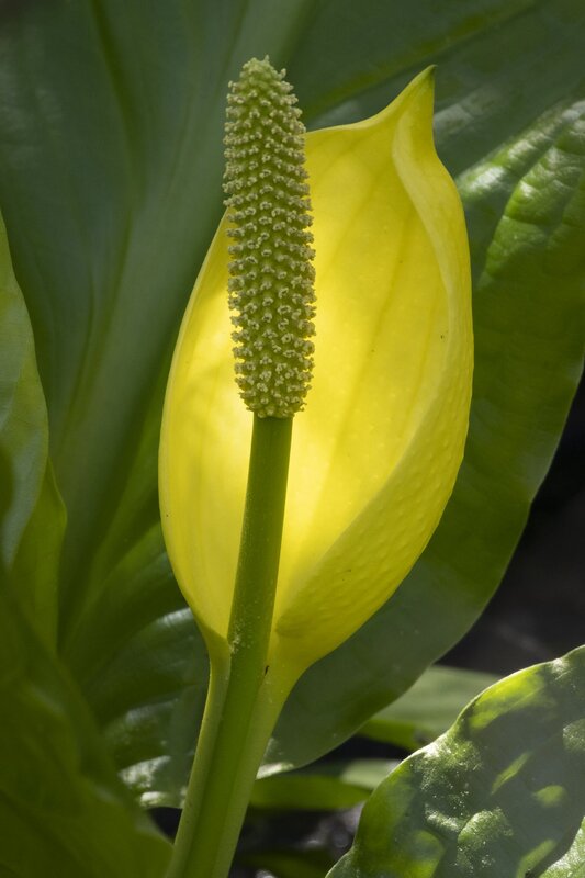 skunkcabbage-4010.jpg :: Skunk cabbage