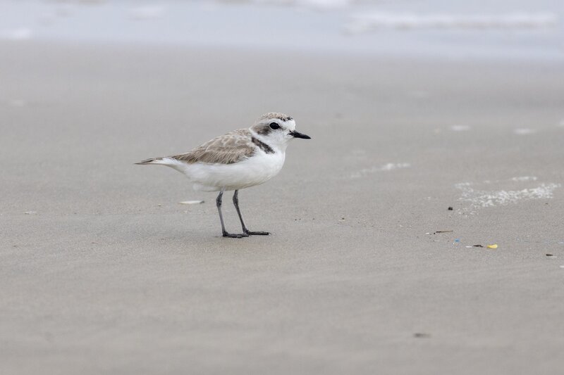 snowyplover-2054.jpg