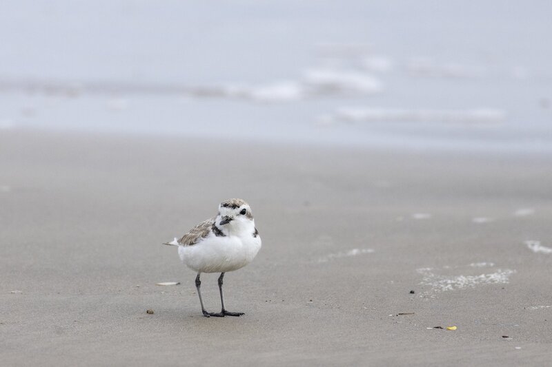 snowyplover-2058.jpg
