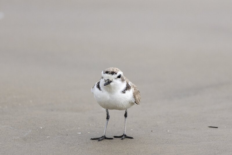 snowyplover-2076.jpg