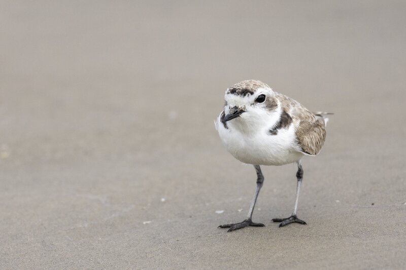snowyplover-2081.jpg