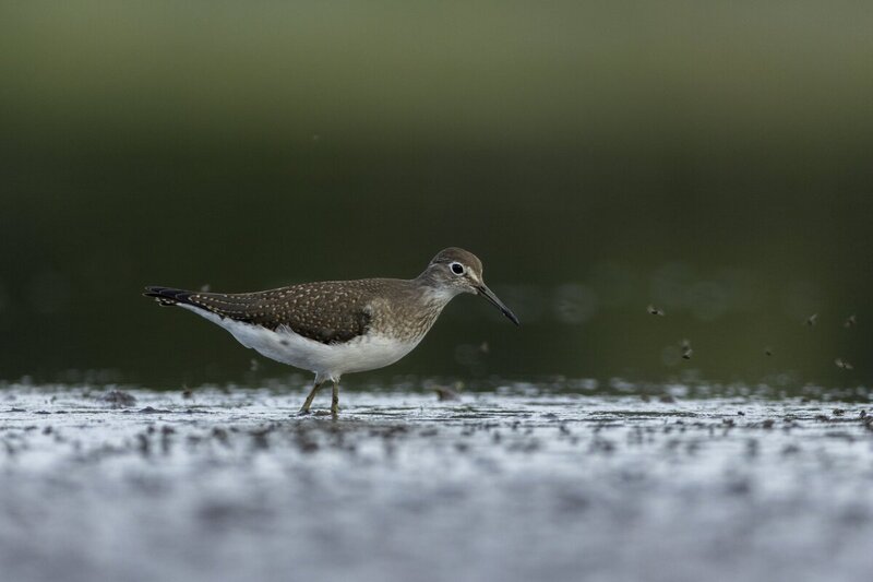 solitarysandpiper0351(1).jpg