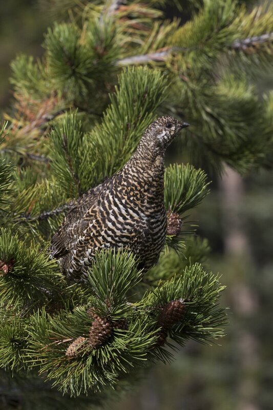 sprucegrouse1490(1).jpg